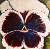 Oubliée Paul-Andé Côté - Artiste Peintre : Oubliée